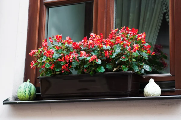 Pot met bloemen van de begonia — Stockfoto