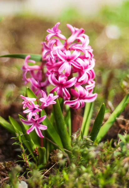 Rosa hyacint vårblommor — Stockfoto