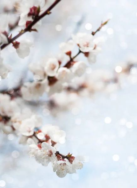Flor de damascos de primavera — Fotografia de Stock