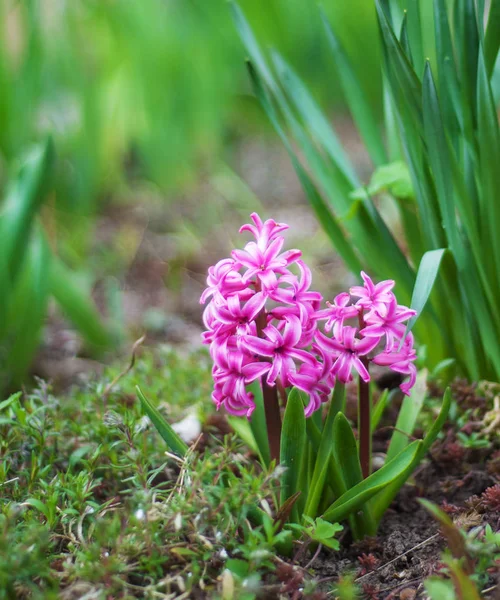 Frühlingsblumen der Hyazinthe — Stockfoto