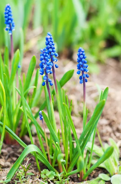 Frühling Muscari Blüten — Stockfoto
