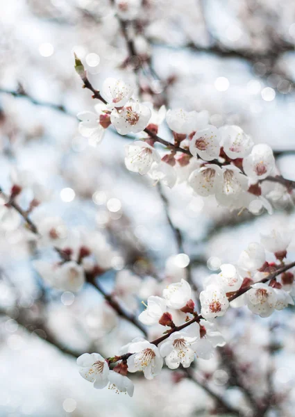 Los albaricoques de primavera florecen — Foto de Stock