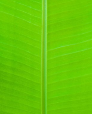 Yeşil palmiye yaprakları