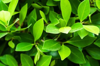 taze yeşil yapraklar