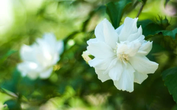 Białe kwiaty tropikalne — Zdjęcie stockowe