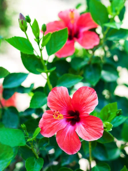 Rote Hibiskusblüten — Stockfoto