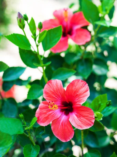 Fiori di ibisco rosso — Foto Stock