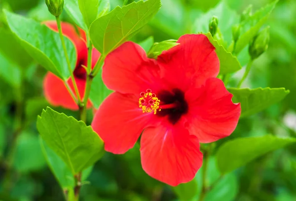 Flores de hibisco rojo —  Fotos de Stock