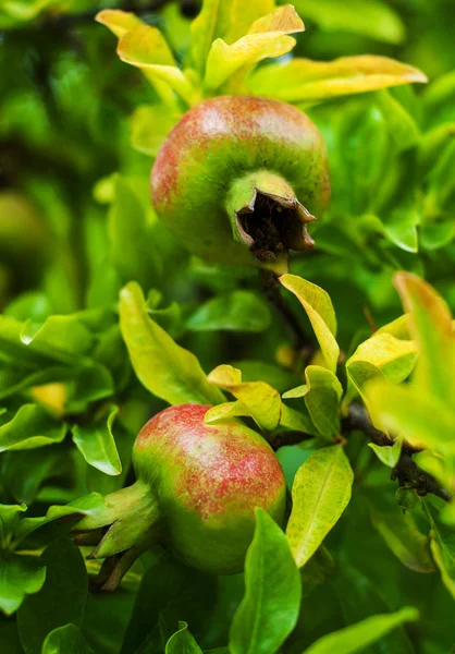 Frutos de romã na árvore — Fotografia de Stock