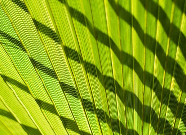 Grüne Palmblätter lizenzfreie Stockfotos