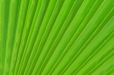 Yeşil palmiye yaprakları