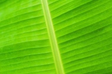 Yeşil palmiye yaprakları