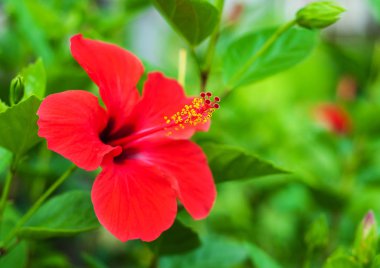 Kırmızı hibiscus çiçek