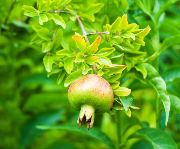 Гранатовые плоды на дереве — стоковое фото