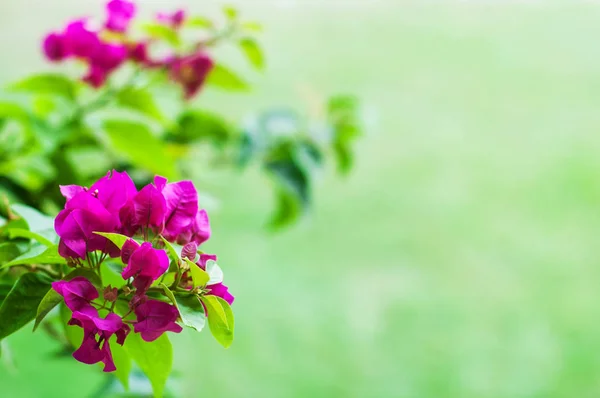 Rózsaszín Bougainvillea virágok — Stock Fotó