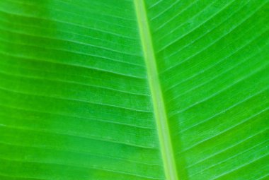 Yeşil palmiye yaprakları