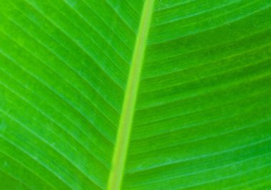 Yeşil palmiye yaprakları