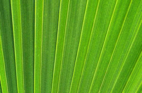 Yeşil palmiye yaprakları
