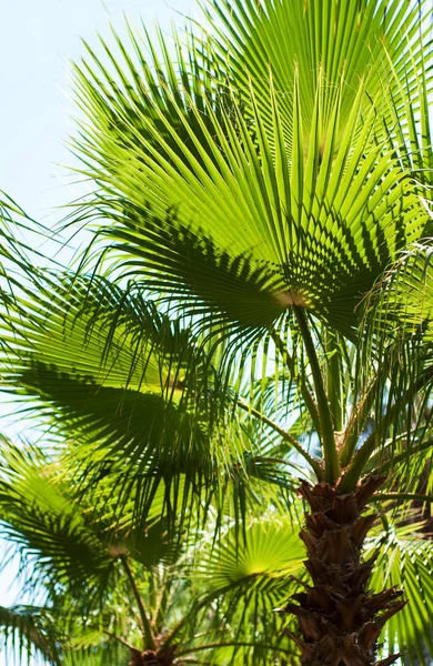 Tropische Palmen lizenzfreie Stockfotos