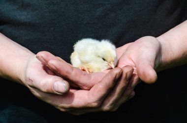 Bir çiftçi sert ve kirli elinde yeni doğan beyaz tavuk