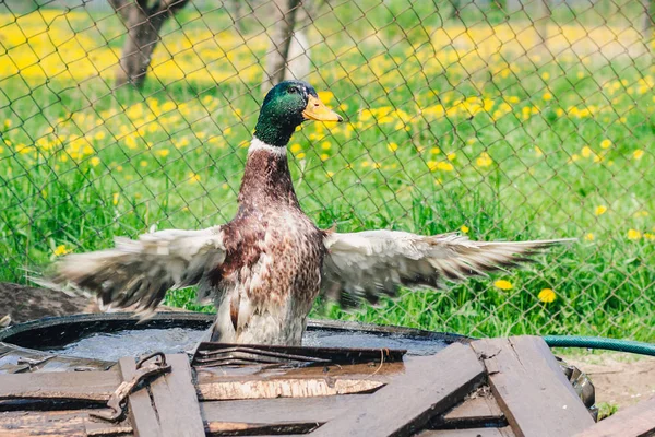 The colored drake wings its wings and comes out of the water against the background of a green flowering meadow