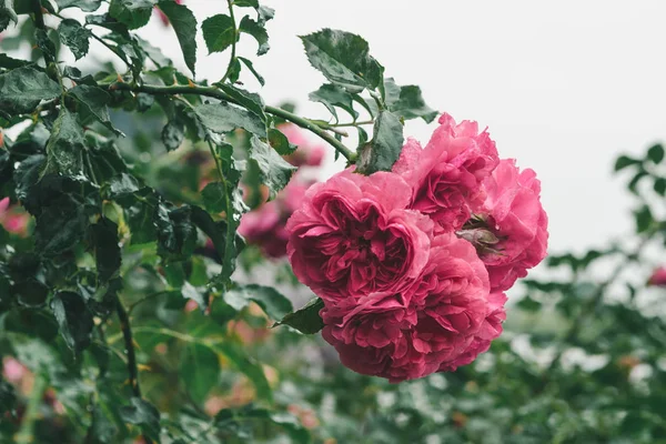 Bush Beautiful Garden Pink Roses Raindrops Park Close Soft Focus — Stock Photo, Image