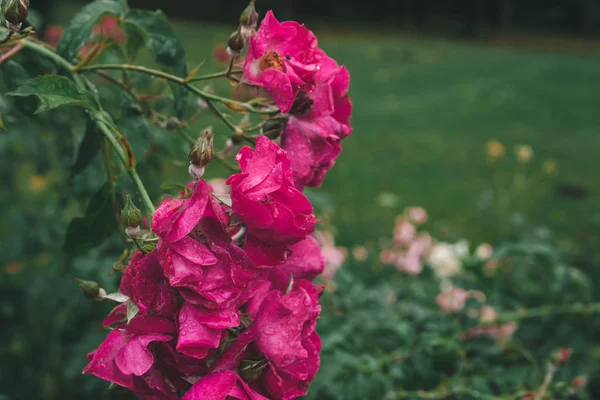 Branch Beautiful Garden Pink Roses Raindrops Park Soft Focus — Stock Photo, Image