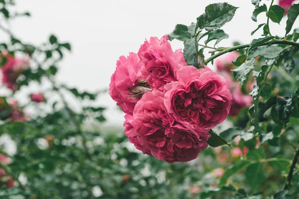 Lush Branch Beautiful Garden Pink Roses Raindrops Garden Close Soft — Stock Photo, Image