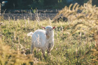Genç, beyaz boynuzsuz bir keçi güneşli bir yaz gününde yeşil bir çayırda otluyor.