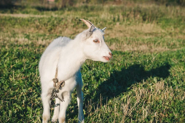 Young White Horned Goat Grazes Makes Sounds Green Meadow Bright — Stock Photo, Image