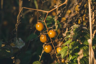 Yazın sonlarında batan güneşli solgun sarı kiraz domatesli bir dal..
