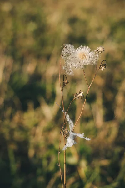 Droog Grassprietje Met Vliegende Zaden Stukjes Spinnenwebben Het Zonsondergang Licht — Stockfoto