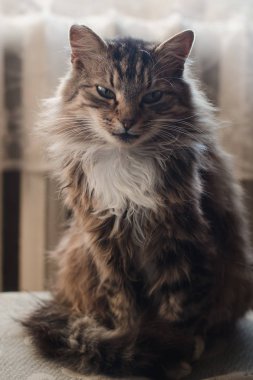 Beyaz tişörtlü tüylü tekir kedi pencerenin arkasındaki kanepede oturur.