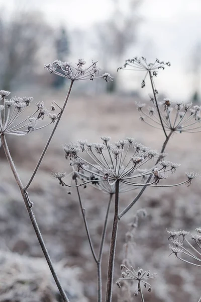 Krásná Suchá Tráva Čeledi Umbellferae Pokryta Bílým Chrastítkem — Stock fotografie