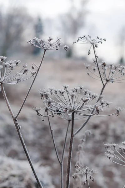 Bela Grama Seca Família Umbellferae Coberta Com Geada Branca — Fotografia de Stock