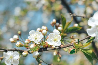 Güneşli bir bahar gününde kiraz ağacının beyaz çiçekleri ve tomurcukları. Doğanın uyanışı kavramı..