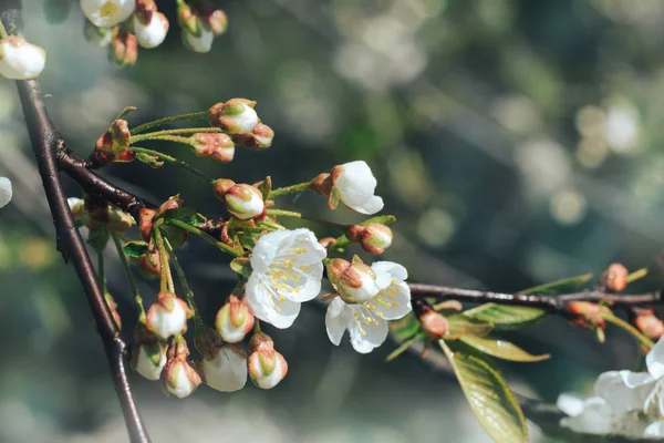 Lindas Flores Brancas Botões Uma Cerejeira Dia Ensolarado Despertar Primavera — Fotografia de Stock