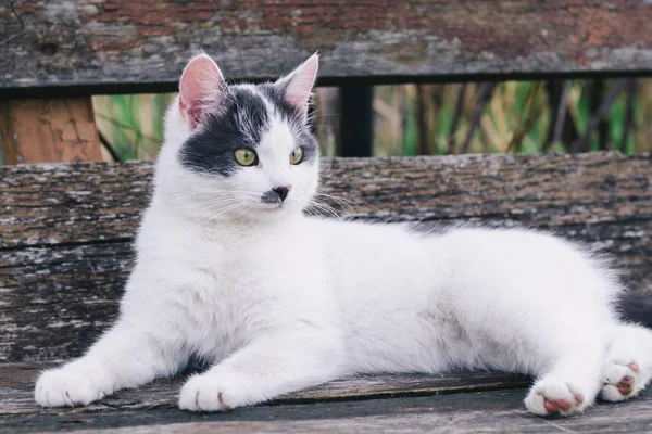 Een Jonge Witte Mooie Kat Met Grijze Vlekken Zijn Hoofd — Stockfoto