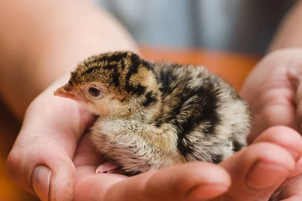 Kleine Pasgeboren Gekleurde Kalkoen Verzorgende Handen Van Een Boer Stockafbeelding