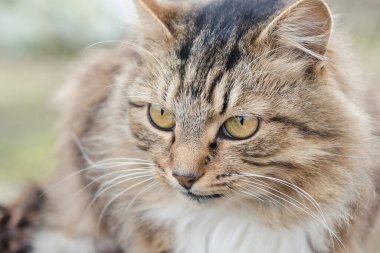 Güzel çizgili, pofuduk bir kedinin kafası.