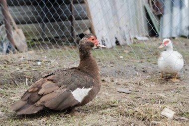 Baharın başında bir kuşun içinde kahverengi ve beyaz misky ördekleri