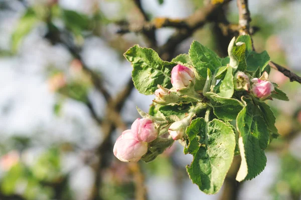 Lindas Flores Botões Uma Macieira Jardim Frutas Dia Ensolarado Primavera — Fotografia de Stock