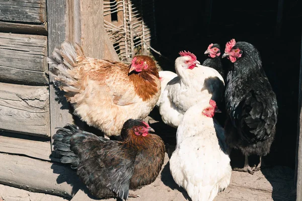 Ahırın kapısında çok renkli tavuklar var. Yaklaş.