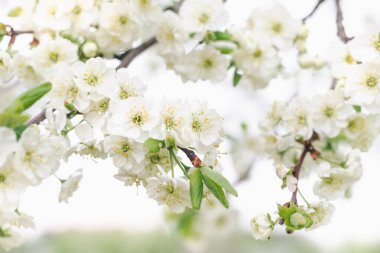 Meyve bahçesinin arka planındaki erik ağacının beyaz çiçekleri, seçici bir odak noktası.