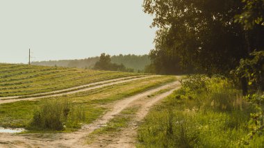 Kırsal yol, çimenli tarla ve gün batımında yeşil orman, yumuşak odak