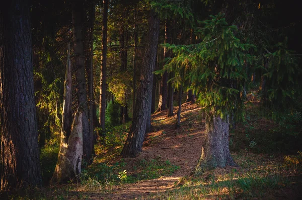Path Beautiful Fairytale Forest Rays Setting Sun — Stock Photo, Image