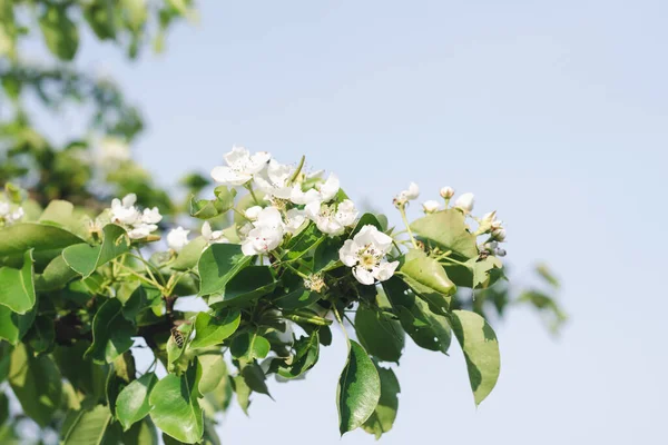 Pear Tree Branch Flowers Background Blue Sky — Stock Photo, Image