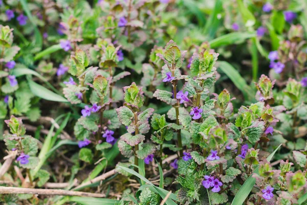 Våräng Med Växter Med Små Lila Blommor Selektivt Fokus — Stockfoto