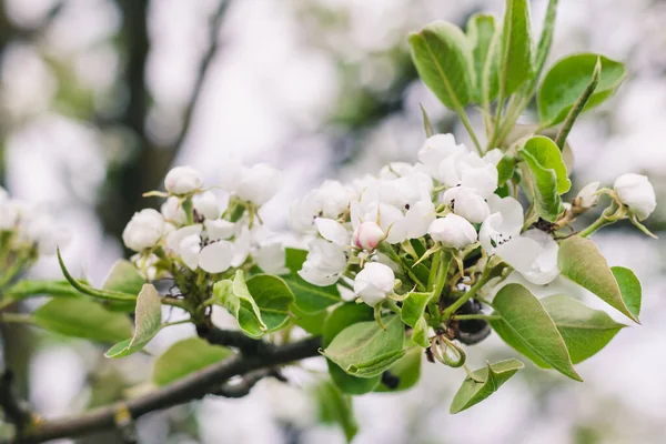 Flores Brancas Botões Uma Árvore Pêra Jardim Primavera Pomar — Fotografia de Stock