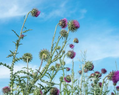 Thistle çiçek alan mavi gökyüzü arka plan üzerinde